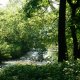 <p>Lanškrounské rybníky, hejno lpovoucích kachen na hladině zátočiny</p>